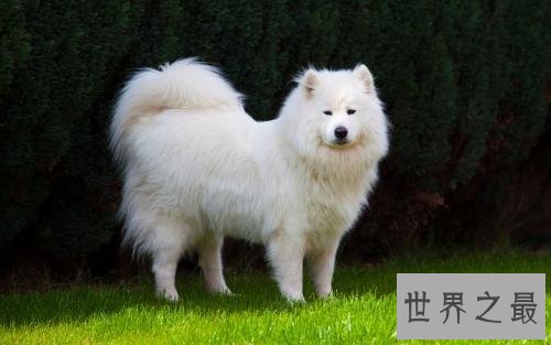 十种脾气好的狗狗排名，有没有你喜欢的狗狗？