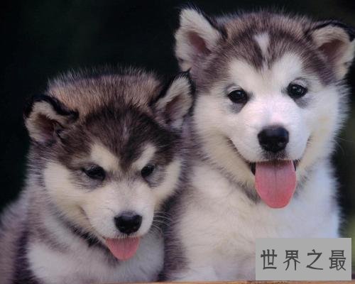 十种脾气好的狗狗排名，有没有你喜欢的狗狗？