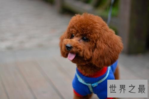 十种脾气好的狗狗排名，有没有你喜欢的狗狗？