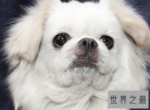 十种脾气好的狗狗排名，有没有你喜欢的狗狗？