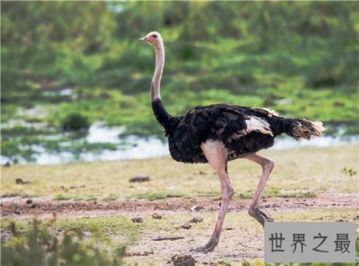 ​世界现存最大的鸟类超两百斤，体型巨大难以想象