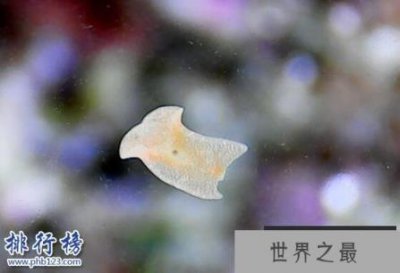 ​杀不死的十大生物，面对核武器都鄙夷不屑