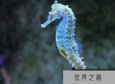 ​世界跑得最慢的动物，做什么都慢半拍，看着都让人着急！