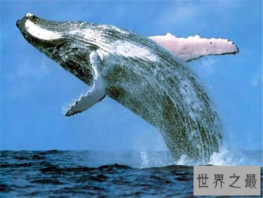 世界动物寿命排行,竟然有长生不老的生物