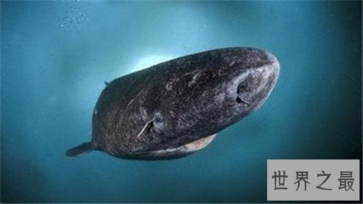 世界动物寿命排行,竟然有长生不老的生物