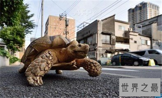 世界动物寿命排行,竟然有长生不老的生物