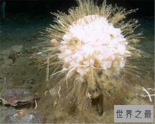 世界动物寿命排行,竟然有长生不老的生物