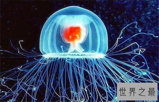 世界动物寿命排行,竟然有长生不老的生物