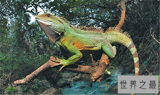 世界动物寿命排行,竟然有长生不老的生物