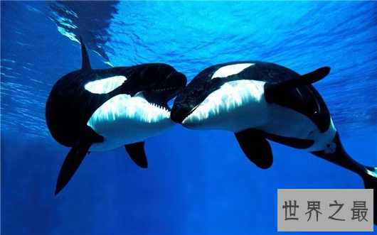 世界动物寿命排行,竟然有长生不老的生物