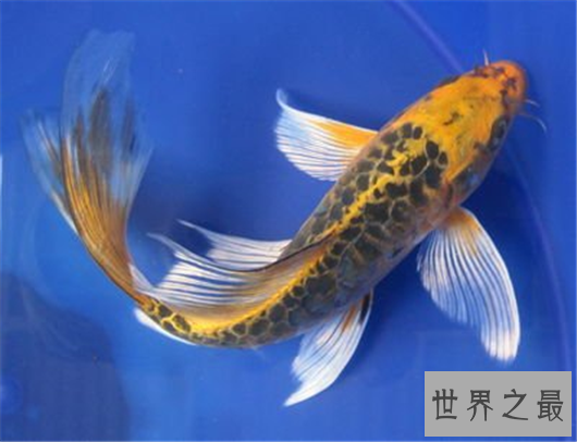 世界动物寿命排行,竟然有长生不老的生物