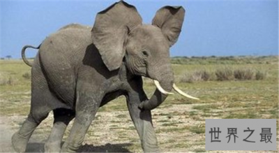 ​世界动物寿命排行，竟然有长生不老的生物