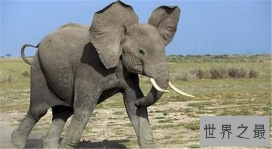 世界动物寿命排行,竟然有长生不老的生物