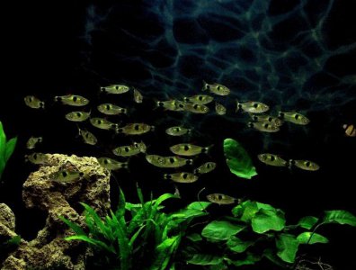 ​小鱼缸养什么鱼好养活（鱼缸里的水浑浊怎么办加什么变清澈）