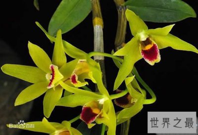 ​中华九大仙草排名，死而复活就靠这些奇花异草