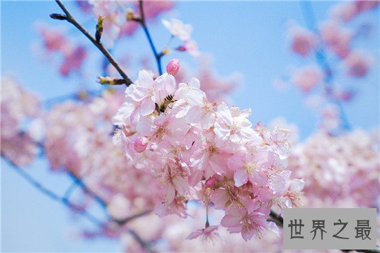 全球十大最美的花,昙花最美不接受任何反驳