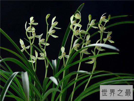 全球十大最美的花,昙花最美不接受任何反驳