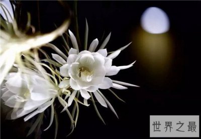 ​全球十大最美的花，昙花最美不接受任何反驳
