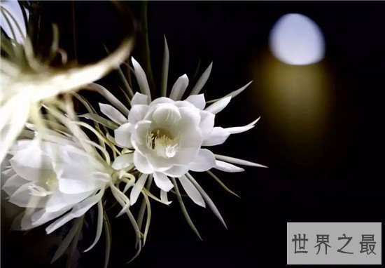 全球十大最美的花,昙花最美不接受任何反驳
