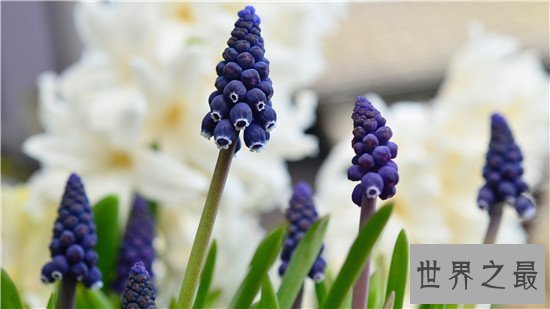 全球十大最美的花,昙花最美不接受任何反驳