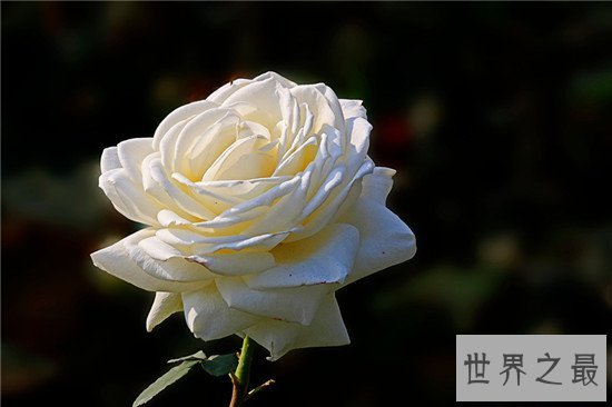 全球十大最美的花,昙花最美不接受任何反驳