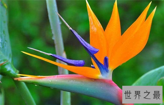 全球十大最美的花,昙花最美不接受任何反驳