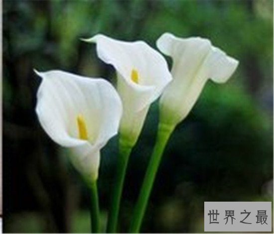 全球十大最美的花,昙花最美不接受任何反驳