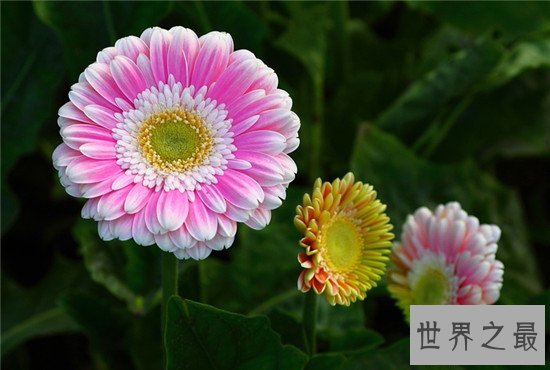 全球十大最美的花,昙花最美不接受任何反驳