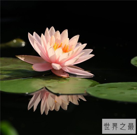 全球十大最美的花,昙花最美不接受任何反驳