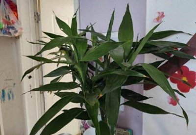 ​富贵竹怎么养？水培还是土培好？小花匠用最简单的方法，疯长不停