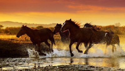 ​欲钱买会飞的动物猜一生肖 欲钱买一飞冲天动物生肖