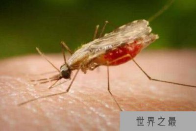 ​世界十大真正危险动物 大白鲨上榜，第三是海洋中的透明杀手