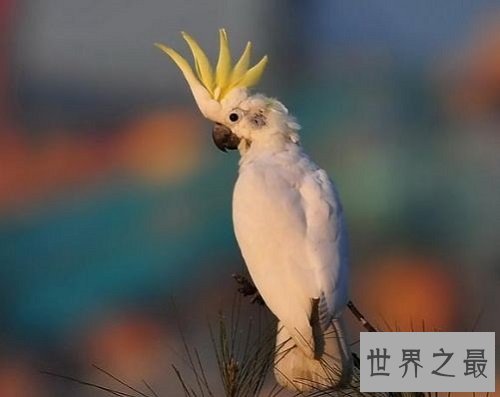 小葵花凤头鹦鹉怎么饲养?详细版攻略助你轻松养宠!