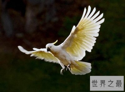 ​小葵花凤头鹦鹉怎么饲养？详细版攻略助你轻松养宠！