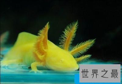 六角恐龙是恐龙吗？养宠圈新贵非它莫属！