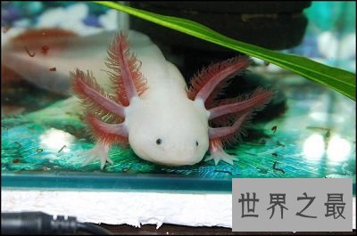 六角恐龙是恐龙吗？养宠圈新贵非它莫属！