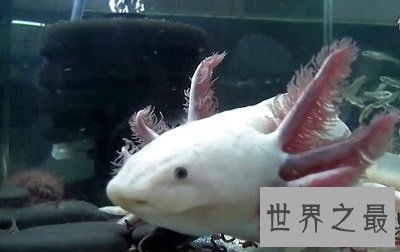 六角恐龙是恐龙吗？养宠圈新贵非它莫属！