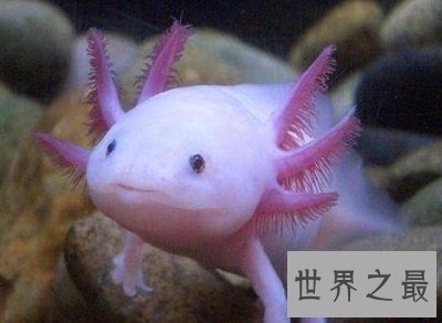 六角恐龙是恐龙吗？养宠圈新贵非它莫属！