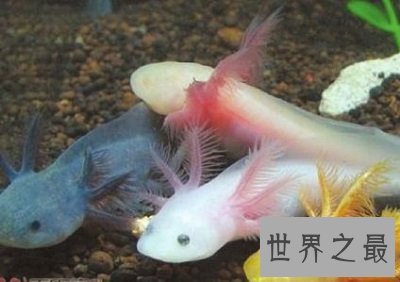 六角恐龙是恐龙吗？养宠圈新贵非它莫属！