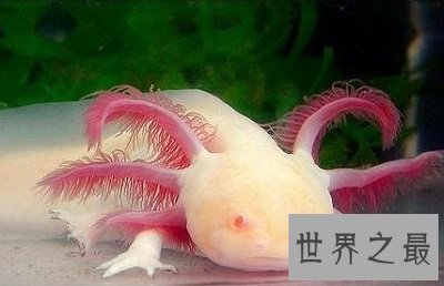 六角恐龙是恐龙吗？养宠圈新贵非它莫属！