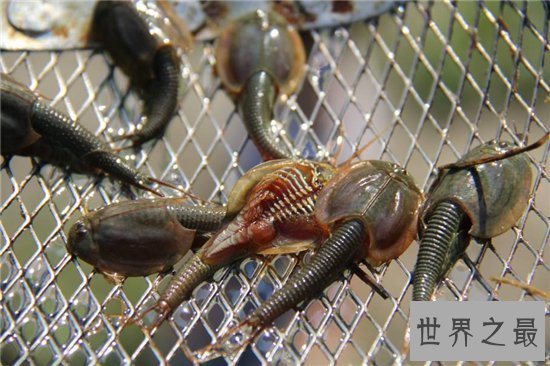 三眼恐龙虾能让稻子长得更好，恐龙时代之前便有了它