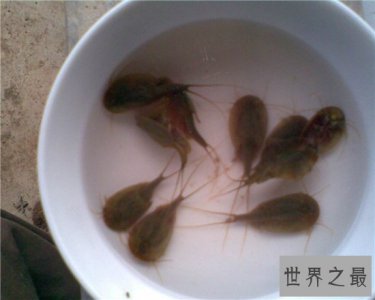 ​三眼恐龙虾能让稻子长得更好，恐龙时代之前便有了它