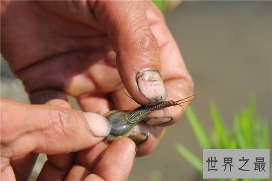 三眼恐龙虾能让稻子长得更好，恐龙时代之前便有了它