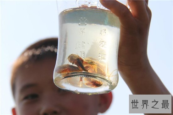 三眼恐龙虾能让稻子长得更好，恐龙时代之前便有了它