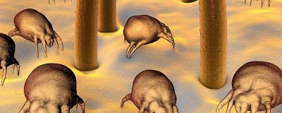 ​螨虫最怕的一个克星 除螨虫最有效方法床上