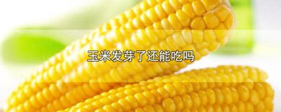 ​玉米发芽了还能吃吗孕妇 玉米发芽了还能吃吗视频