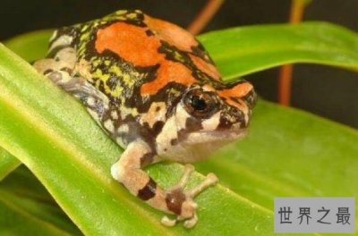 ​十大最怪异青蛙排行榜 毒镖蛙上榜，第五是蛙类中的“巨无霸”