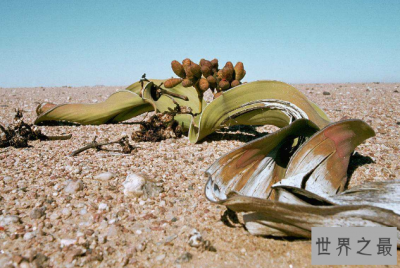 ​世界最奇怪的十大植物 会跳舞的草，你见过吗