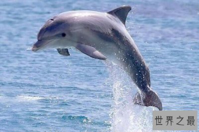 ​自然界最隐蔽的动物杀手排行榜 海豹上榜，第三外表非常可爱