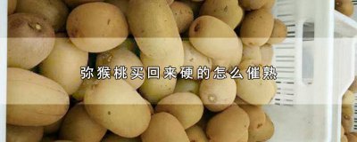 ​请问弥猴桃怎么能够催熟?放很长时间了也不熟! 弥猴桃和桃子能催熟吗